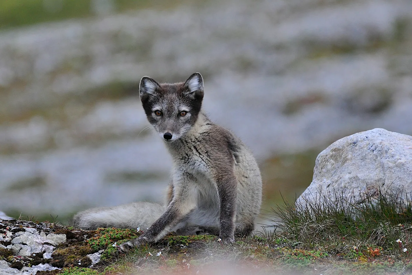 Polarfuchs im grauen Sommerfell sitzt auf felsiger Tundra