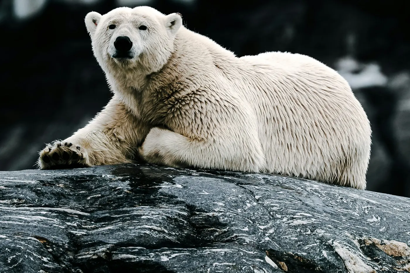 Eisbär ruht auf einem dunklen Felsen vor einem Gletscher