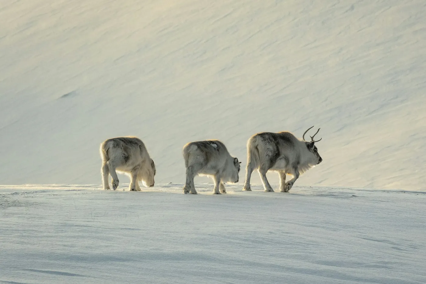 Drei kurzbeinige Svalbard-Rentiere laufen über einen verschneiten Hang