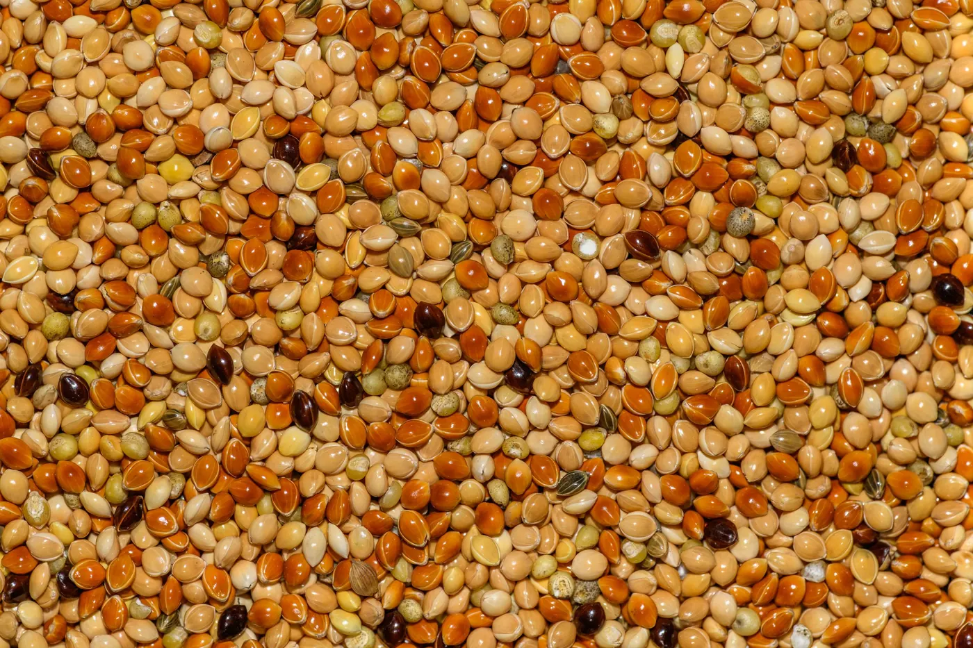 Close-up of mixed millet seeds in golden and brown tones