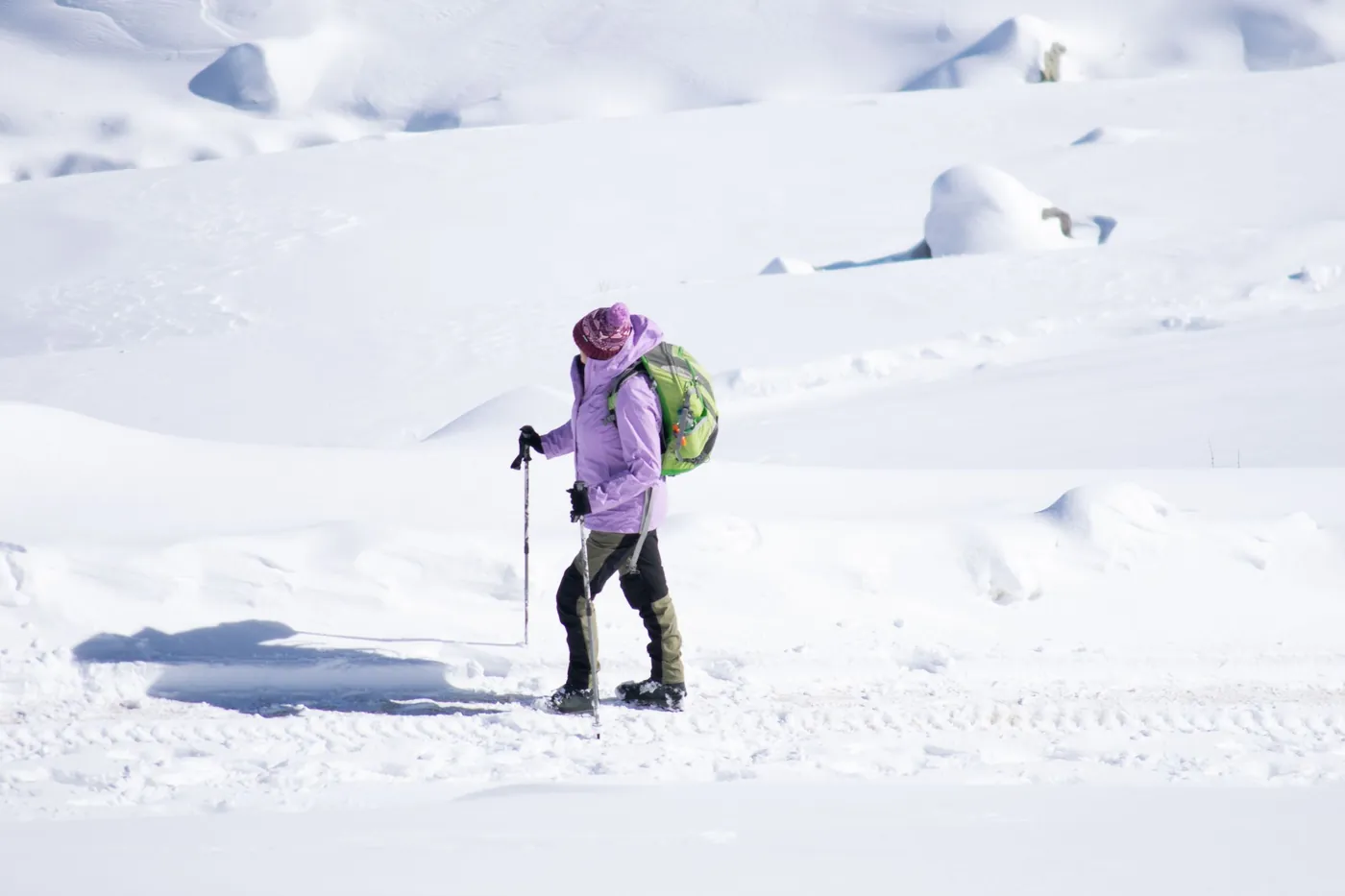 Lone hiker in a purple jacket walking with poles through a wide snowfield